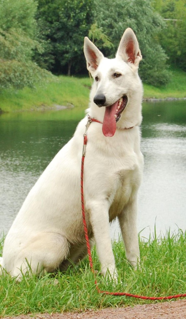 Немецкая овчарка белого цвета