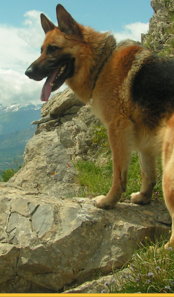 Немецкая овчарка среди скал