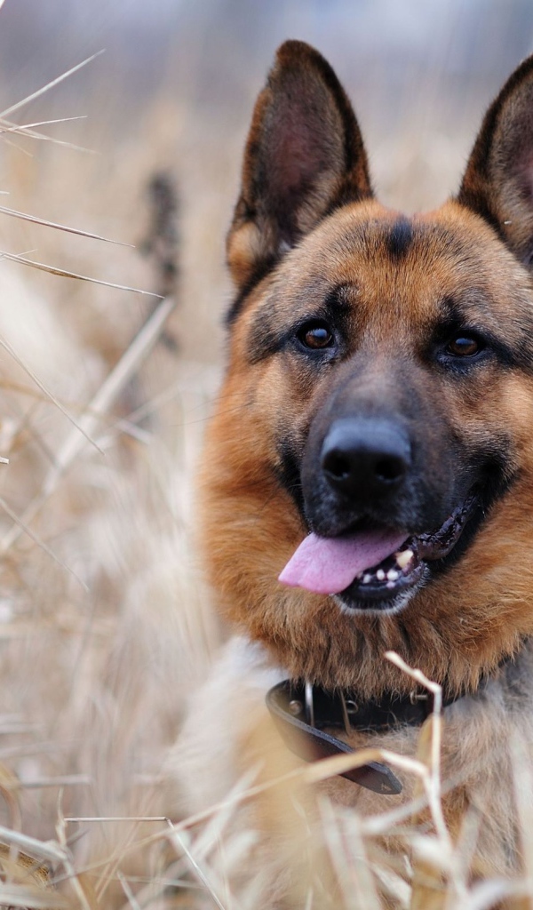 Собака немецкая овчарка в зарослях