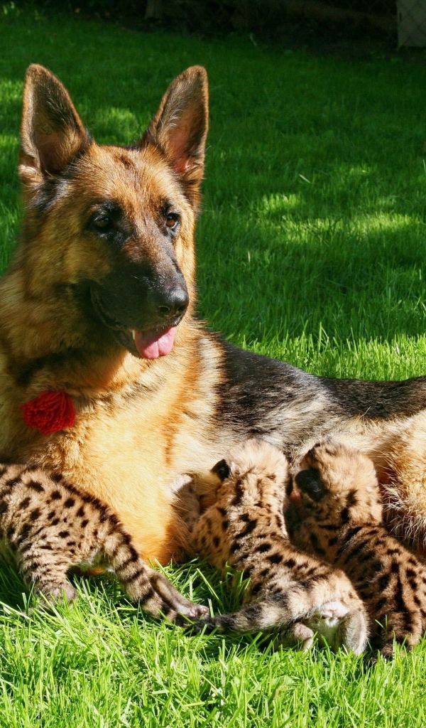 Немецкая овчарка кормит детей леопарда