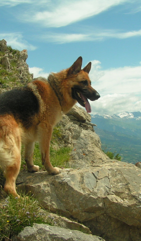 Немецкая овчарка в горах