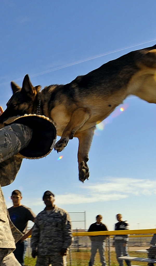 Немецкая овчарка на службе