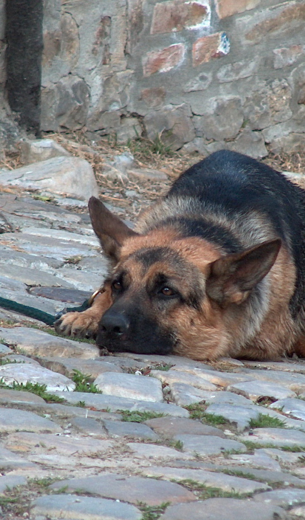 Немецкая овчарка лежит в вольере