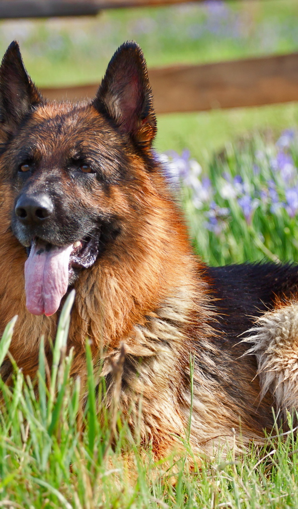 Немецкая овчарка лежит в цветах