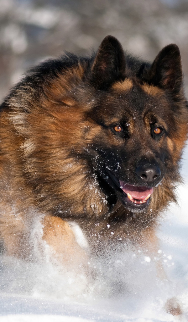 Немецкая овчарка бежит в снегу