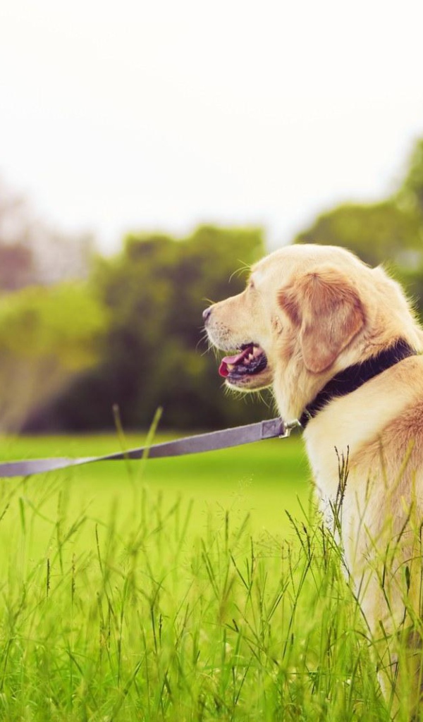 Девочка с золотым ретривером