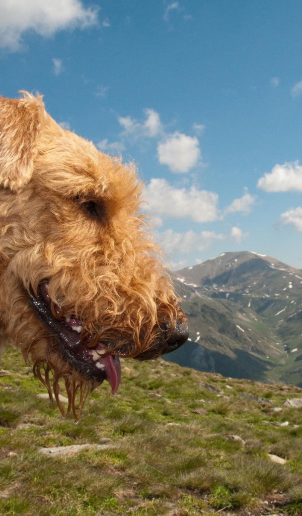 Довольный эрдельтерьер в горах