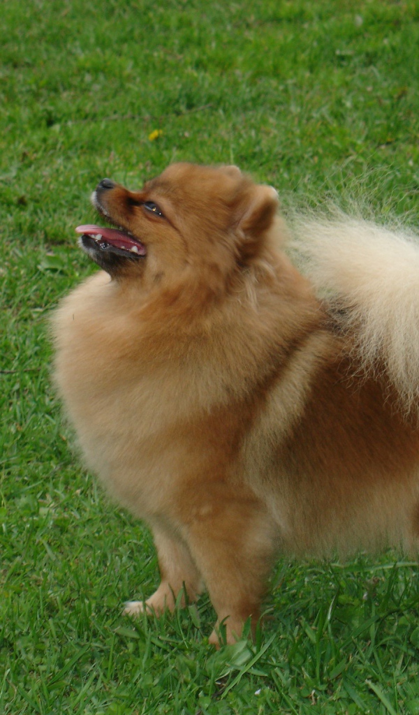 Довольный шпиц на газоне