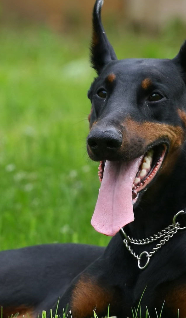 Довольный доберман с мячом