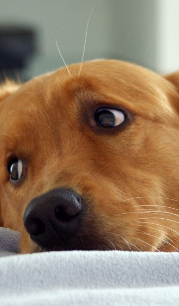 Золотой ретривер в кровати