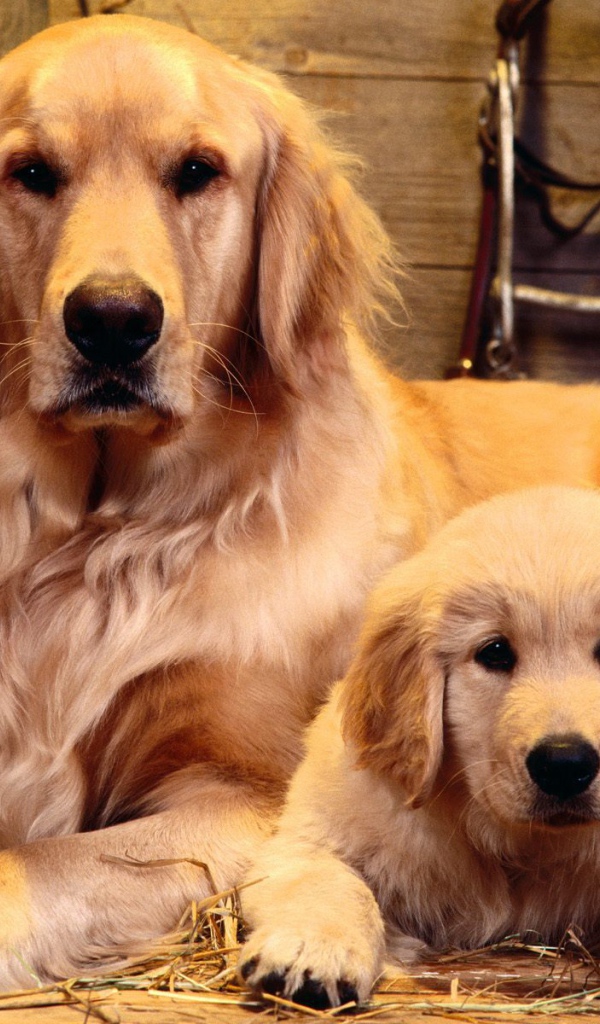 Золотой ретривер с сыном