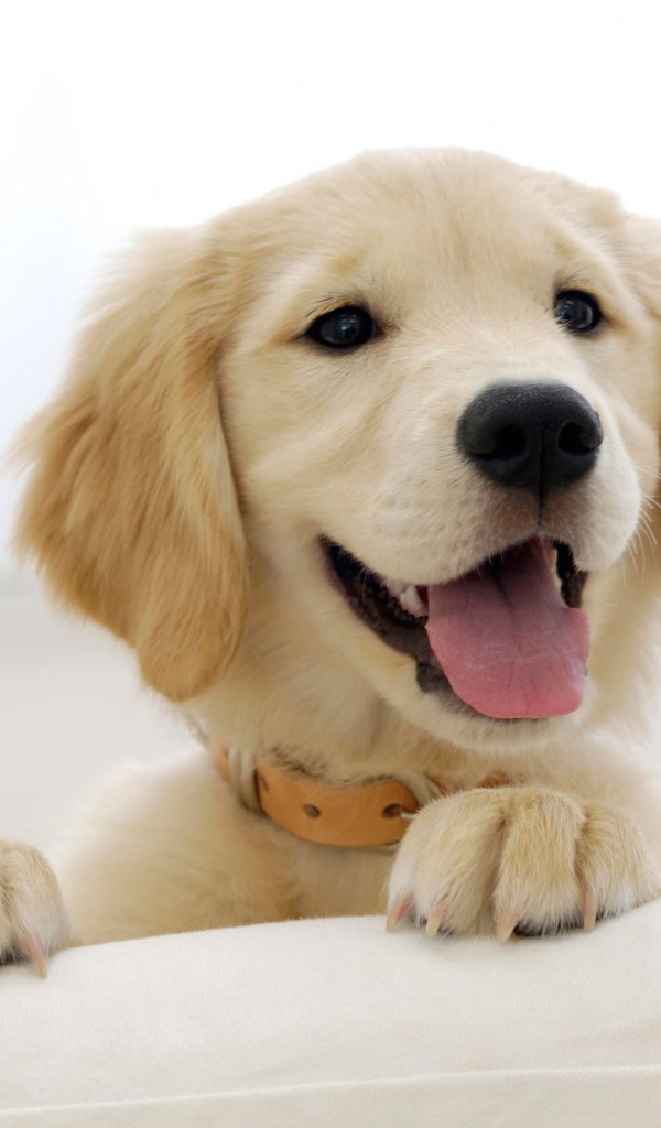 Щенок золотого ретривера 