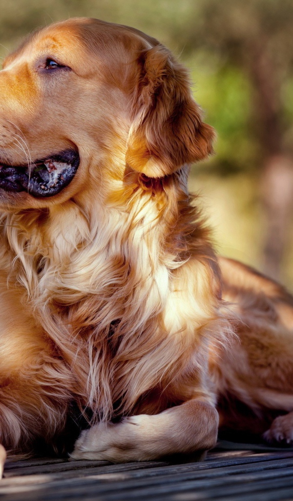 Золотой ретривер отдыхает