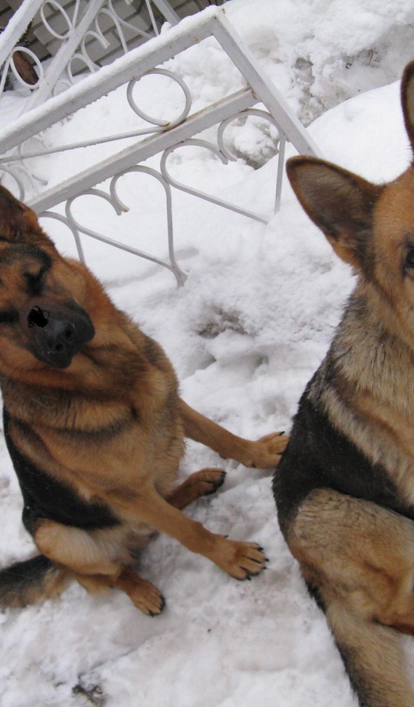 Хорошие охранники немецкие овчарки