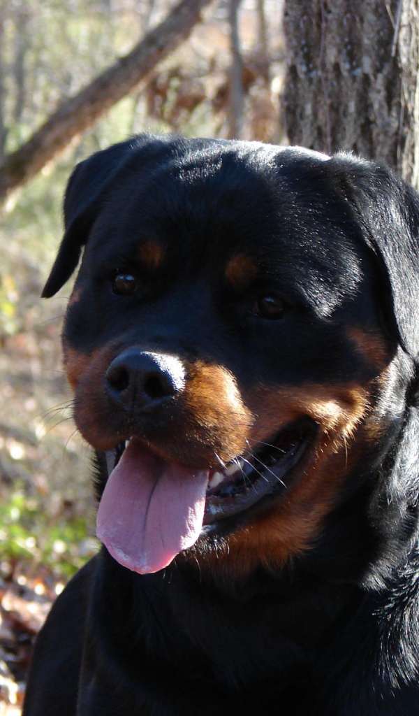 Добрый взгляд ротвейлера