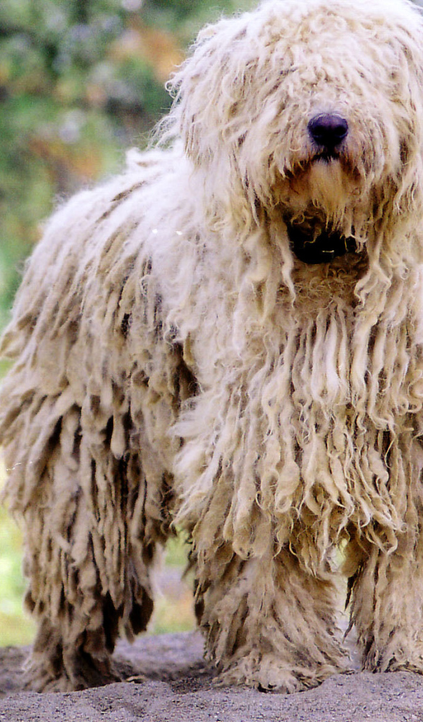 Великолепный пес комондор