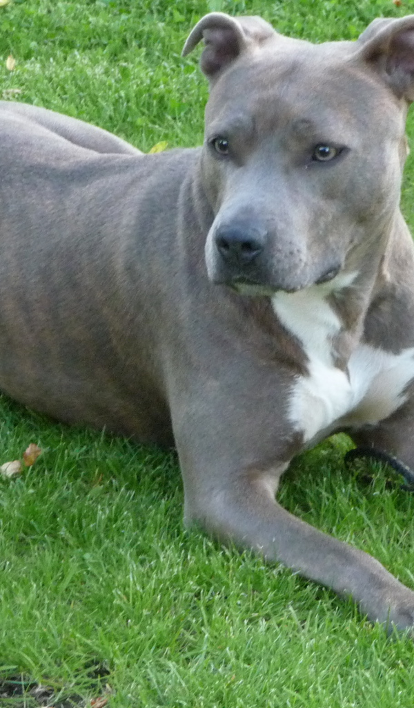 Серый американский стаффордширский терьер
