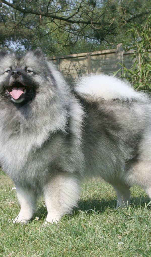 Серый японский шпиц