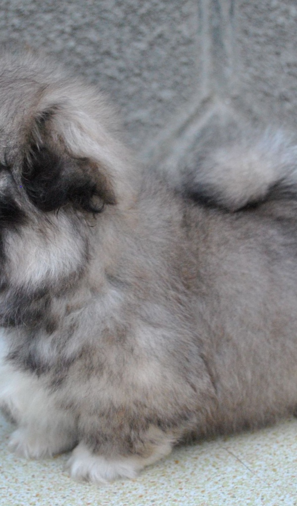 Серый маленький пекинес