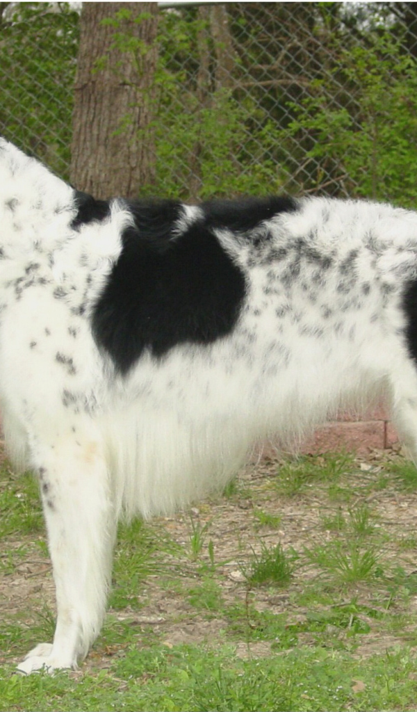 Борзая собака в вольере