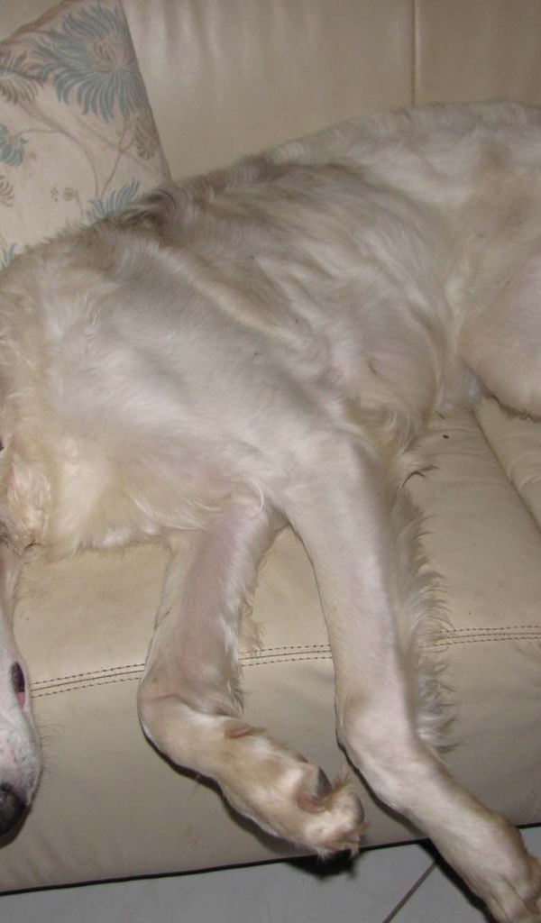 Борзая собака лежит на диване