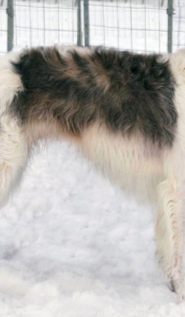 Борзая собака стоит на снегу