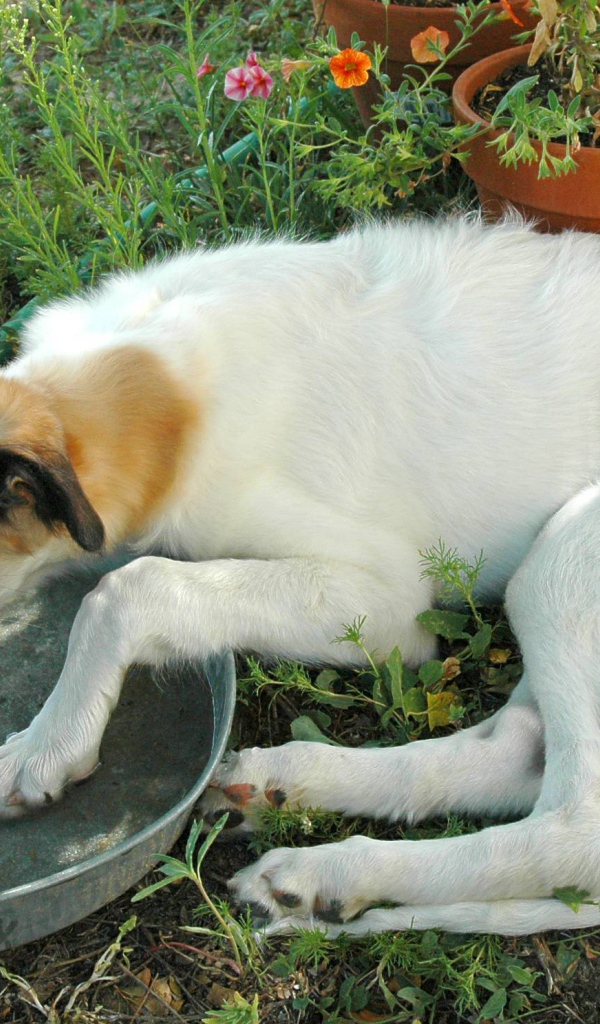 Борзая пьет воду