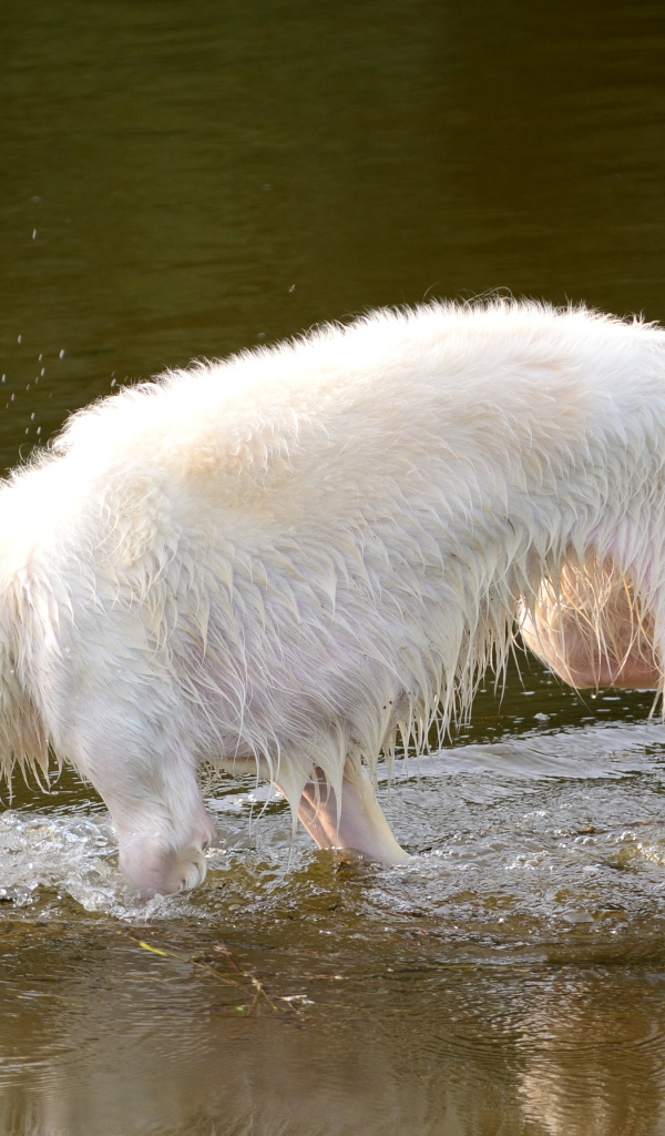 Борзая играет в воде