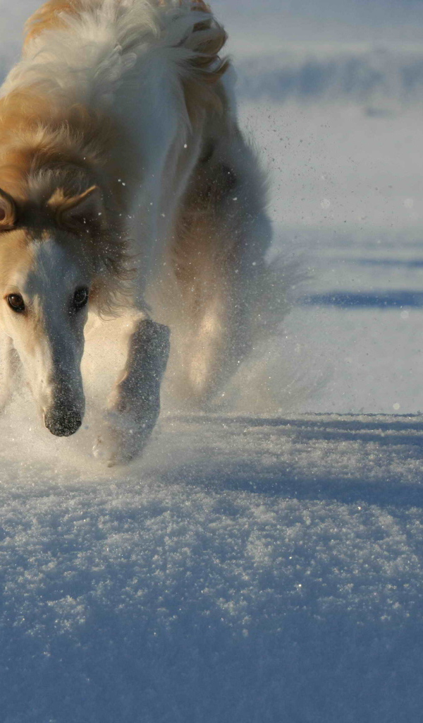 Борзая бежит по снегу