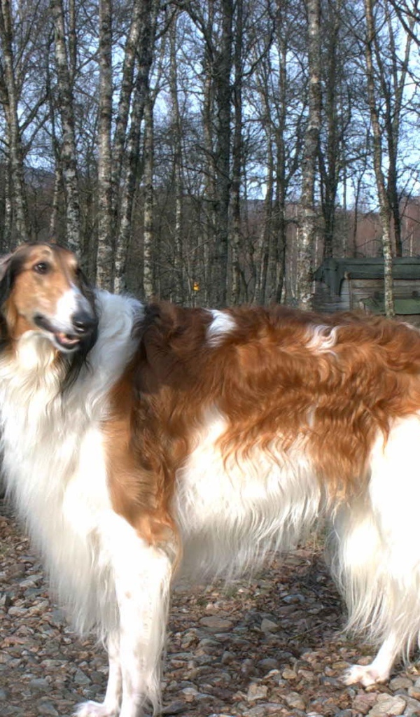 Борзая гуляет на поводке