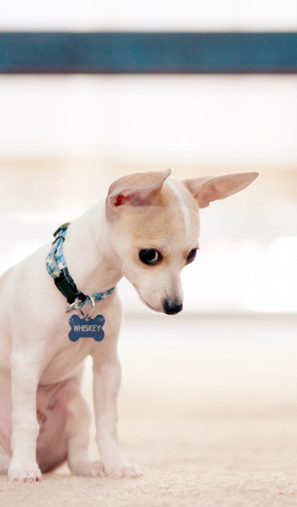 Провинившийся пес чихуахуа