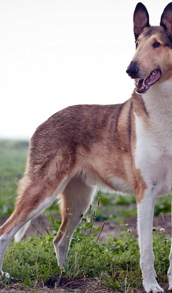 Короткошерстная собака колли