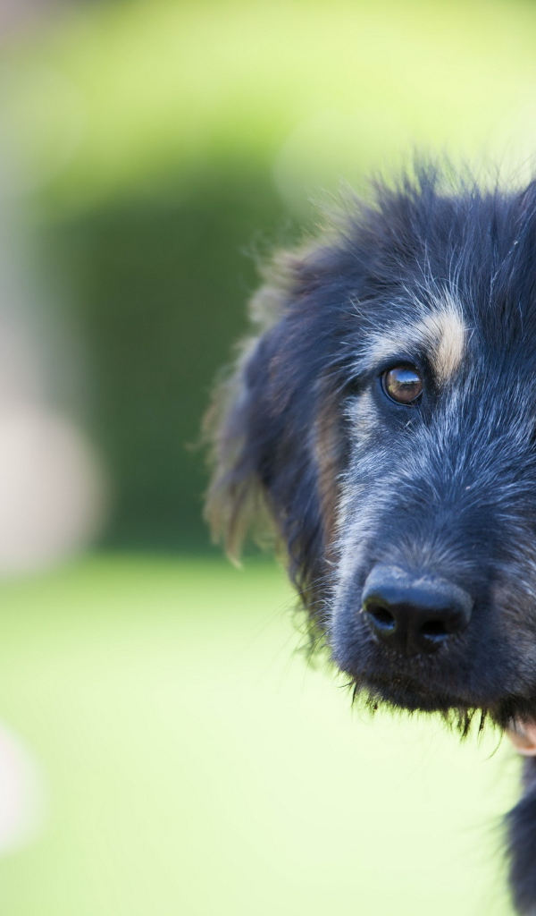 Красивый черный щенок