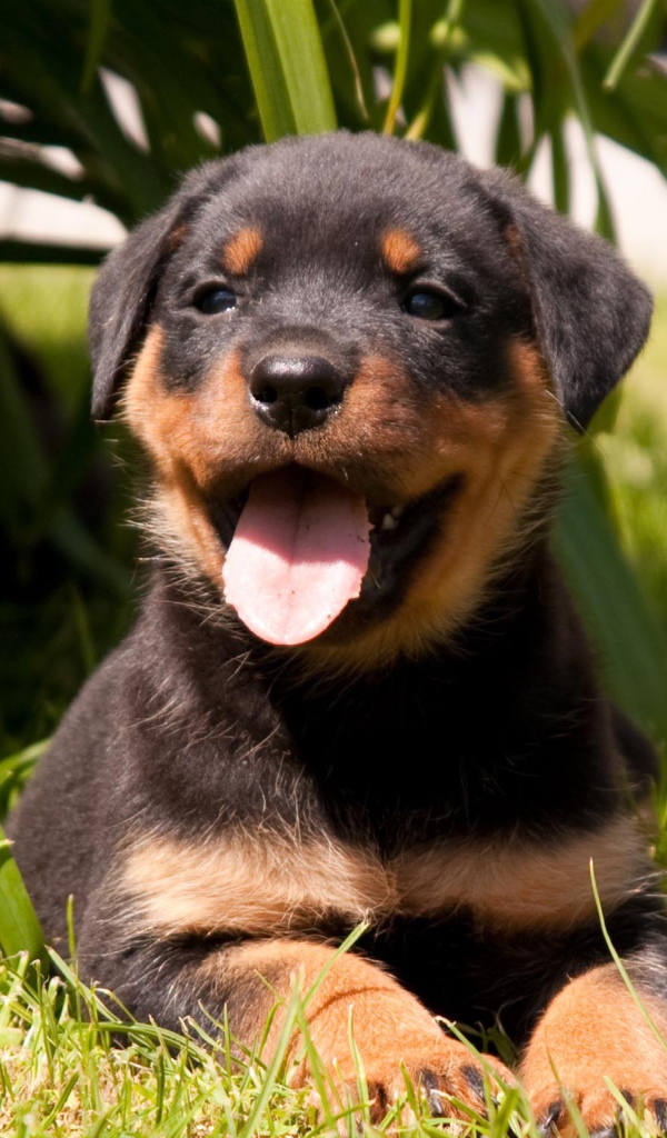Веселый щенок ротвейлера