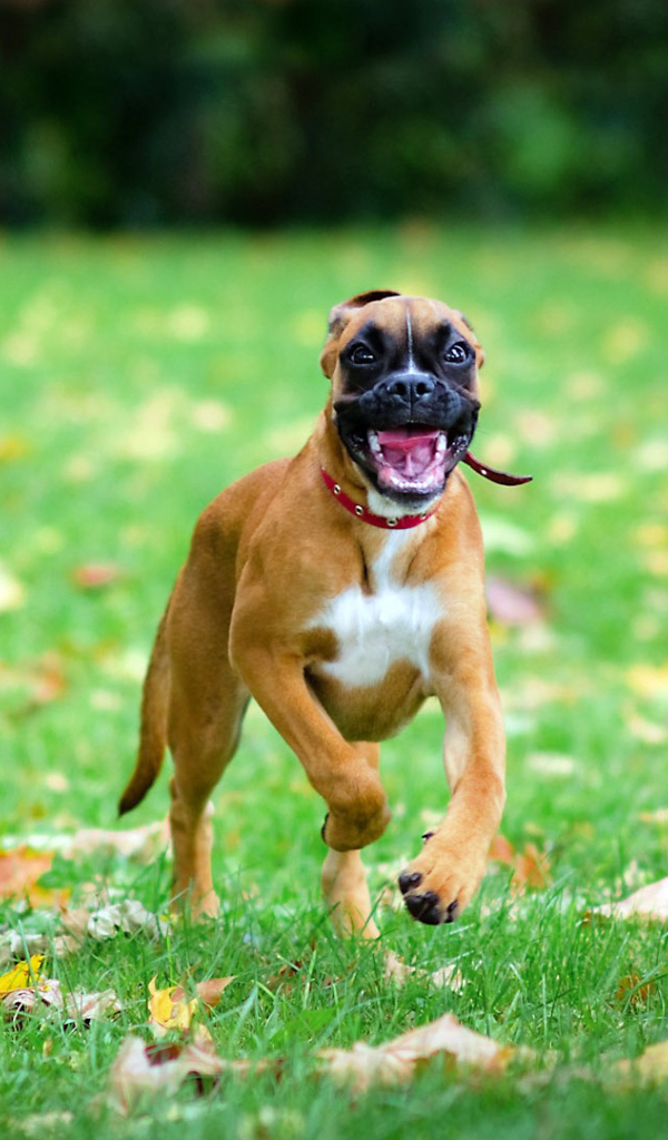 Счастливая собака бежит по траве