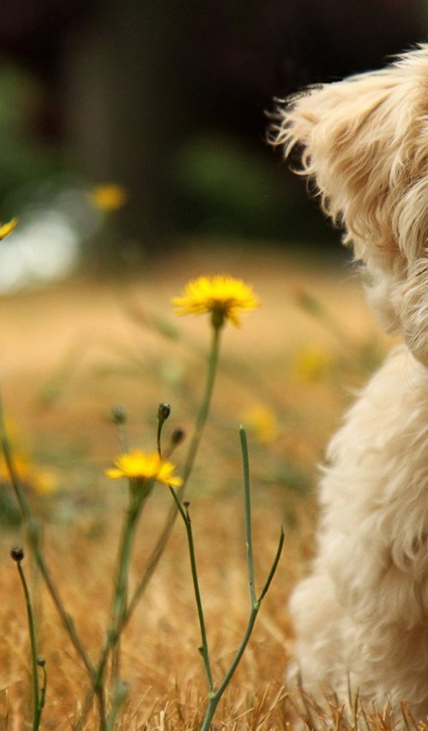 Шелковая собачка