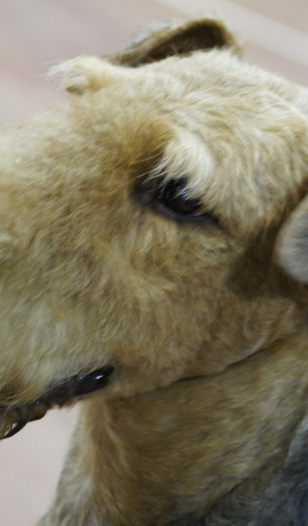 Голова коричневого эрдельтерьера