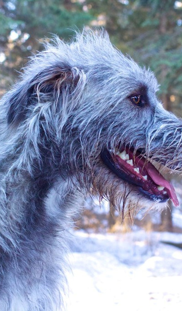 Веселый ирландский волкодав