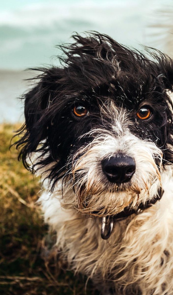 Бездомный пес шитцу