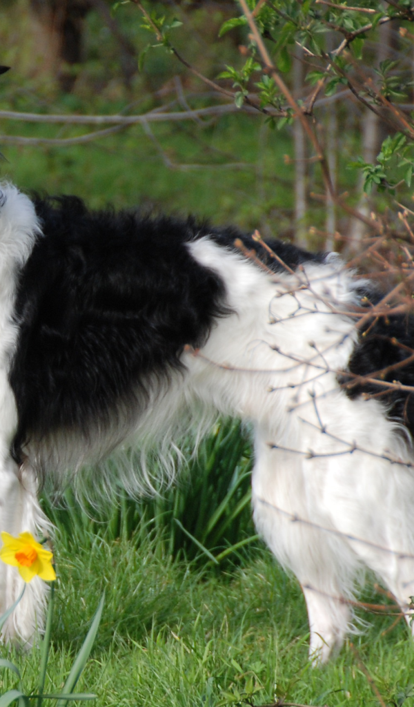 Борзая среди цветов