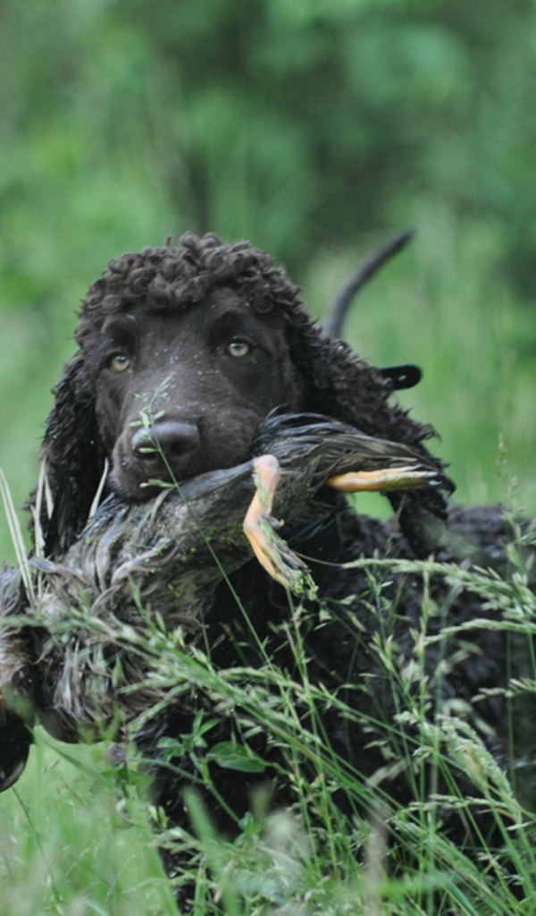 Охотник ирландский водяной спаниель