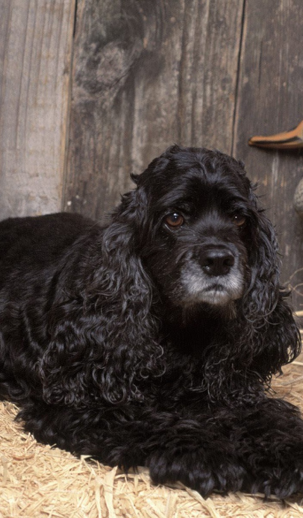 Охотничий спаниель в сарае