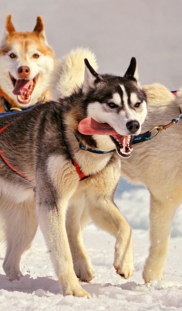Лайки в упряжке