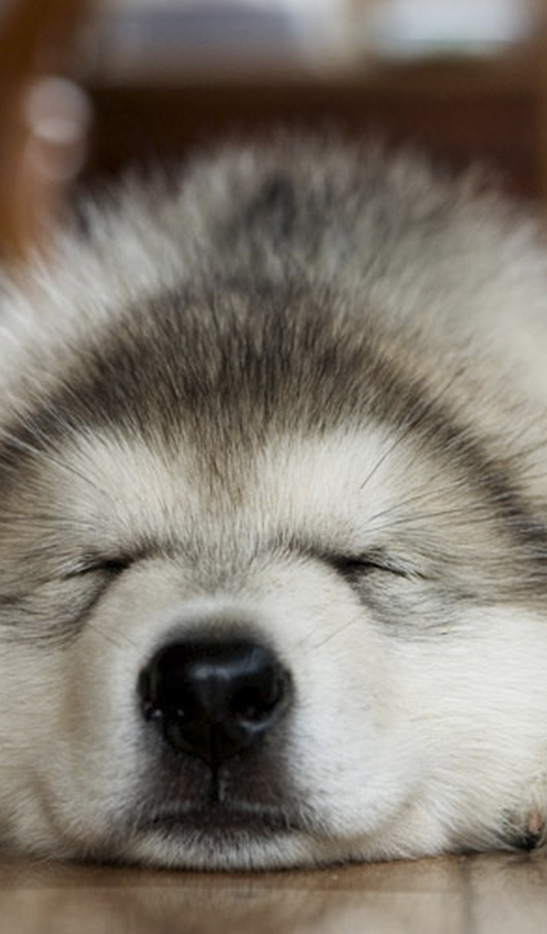 Лайка хаски спит