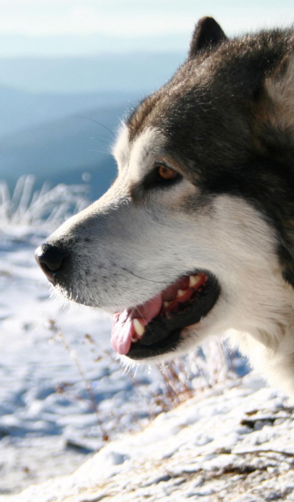 Лайка смотрит на поле