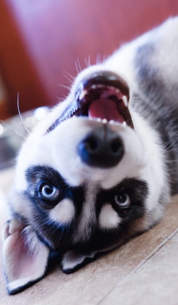 Хаски лежит на полу