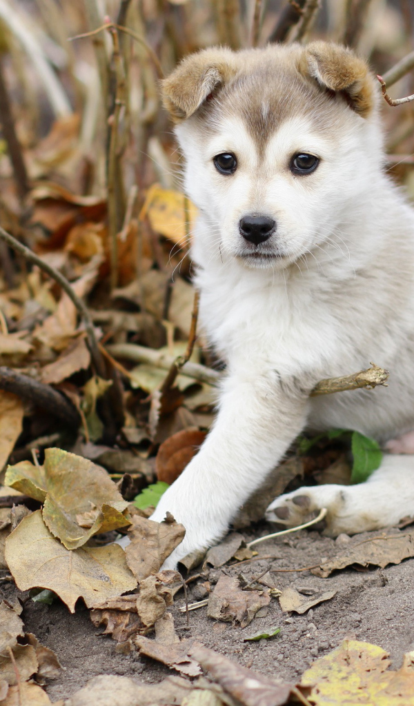 Щенок лайки в осеннем лесу