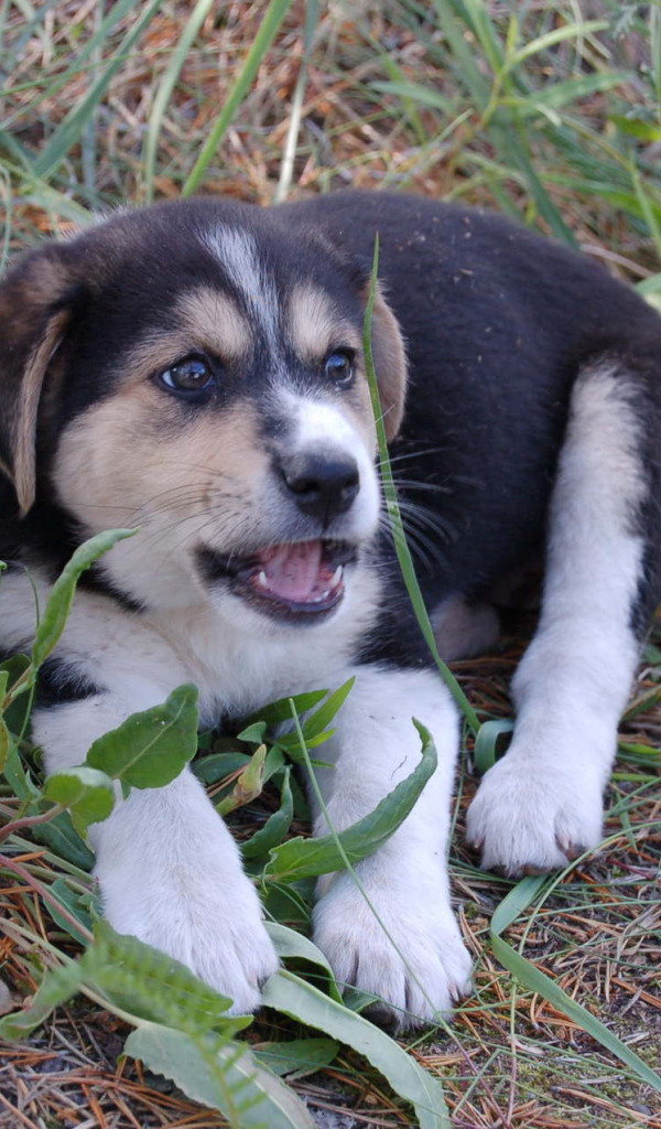 Щенок лайки в траве