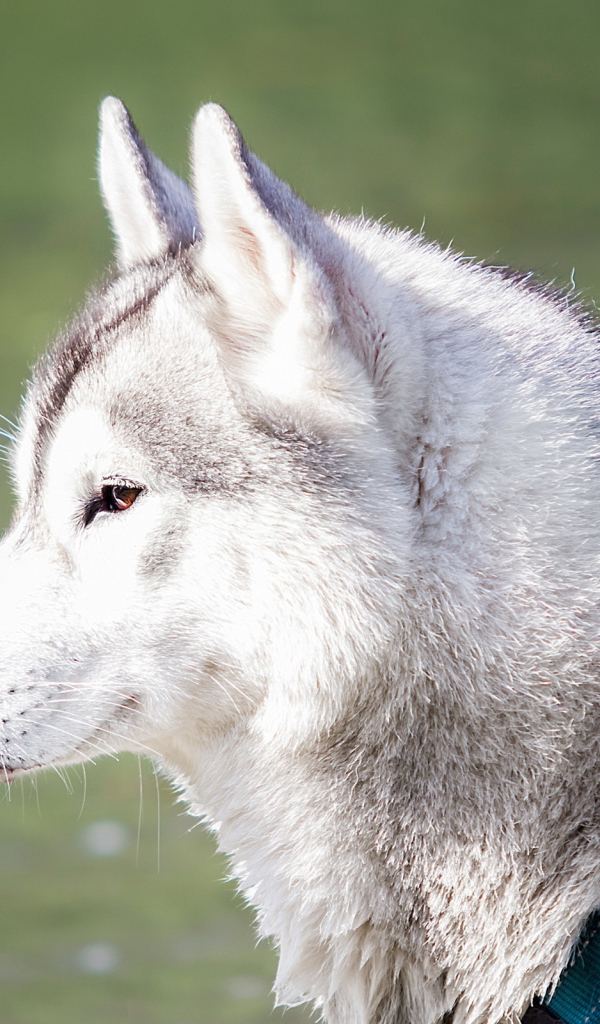 Хаски с ошейником