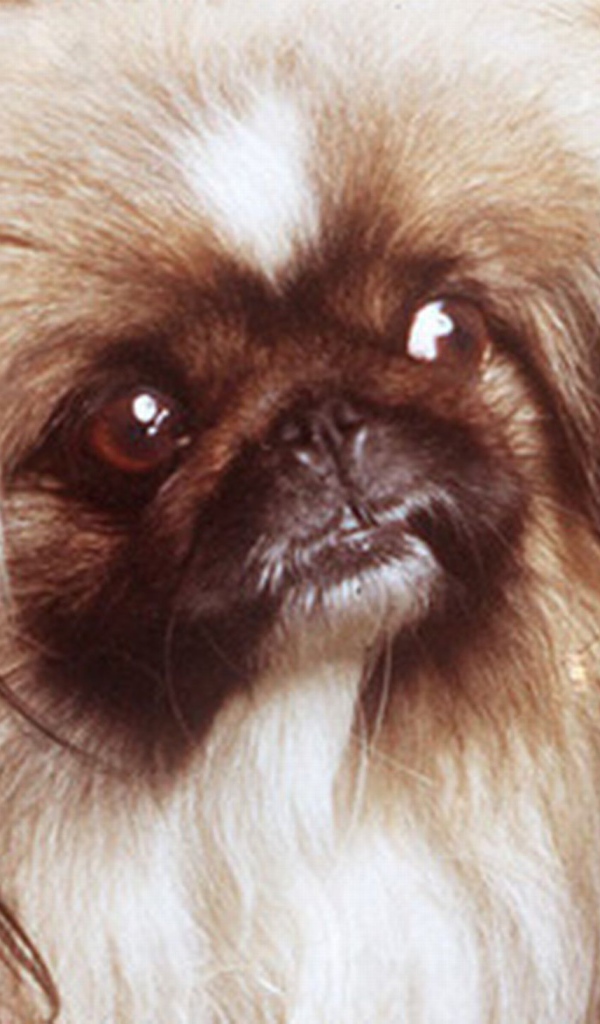 Заинтересованный взгляд пекинеса